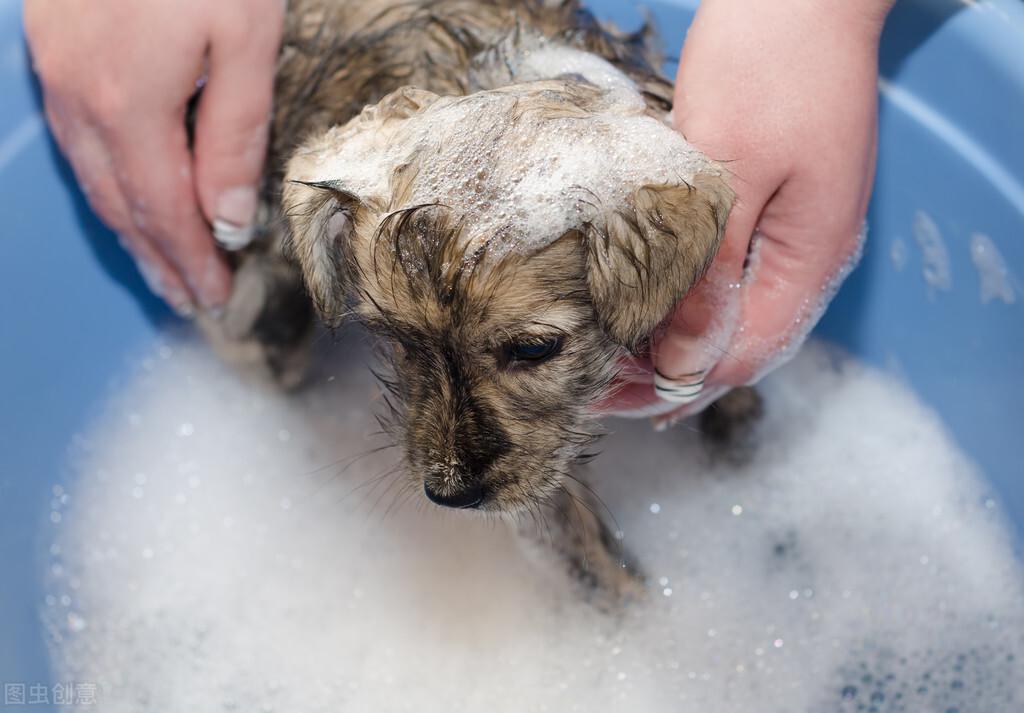 怎么给狗狗洗澡呢（自己给狗狗洗澡的正确方式）