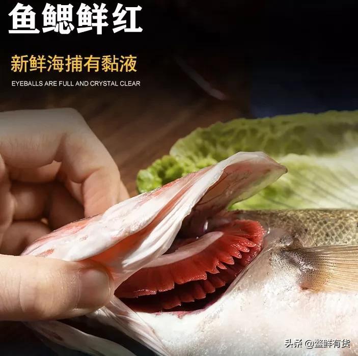 海鲈鱼怎么做好吃（海鲈鱼的家常做法大全）