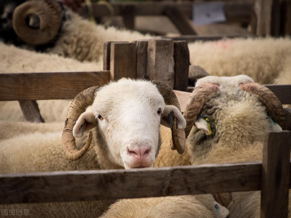羊催肥最简单方法是什么（养羊技术及羊的养殖方法）