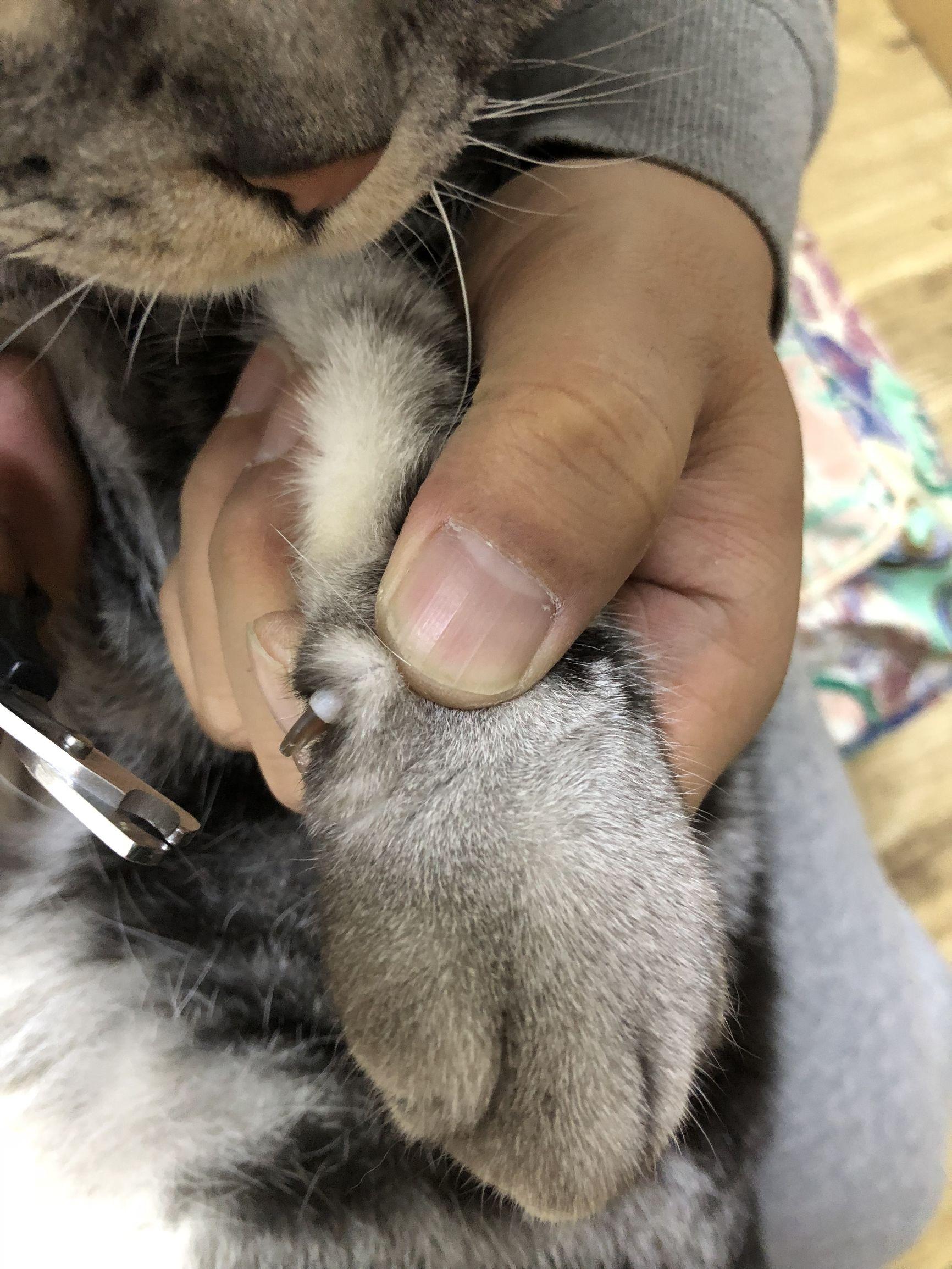 如何给猫咪剪指甲不被咬（让猫自愿剪指甲的方法）