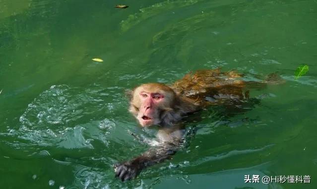 水猴子是什么动物（关于水猴子的来历）