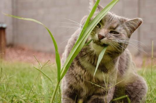猫吃草是怎么回事（猫咪吃草的好处大全）