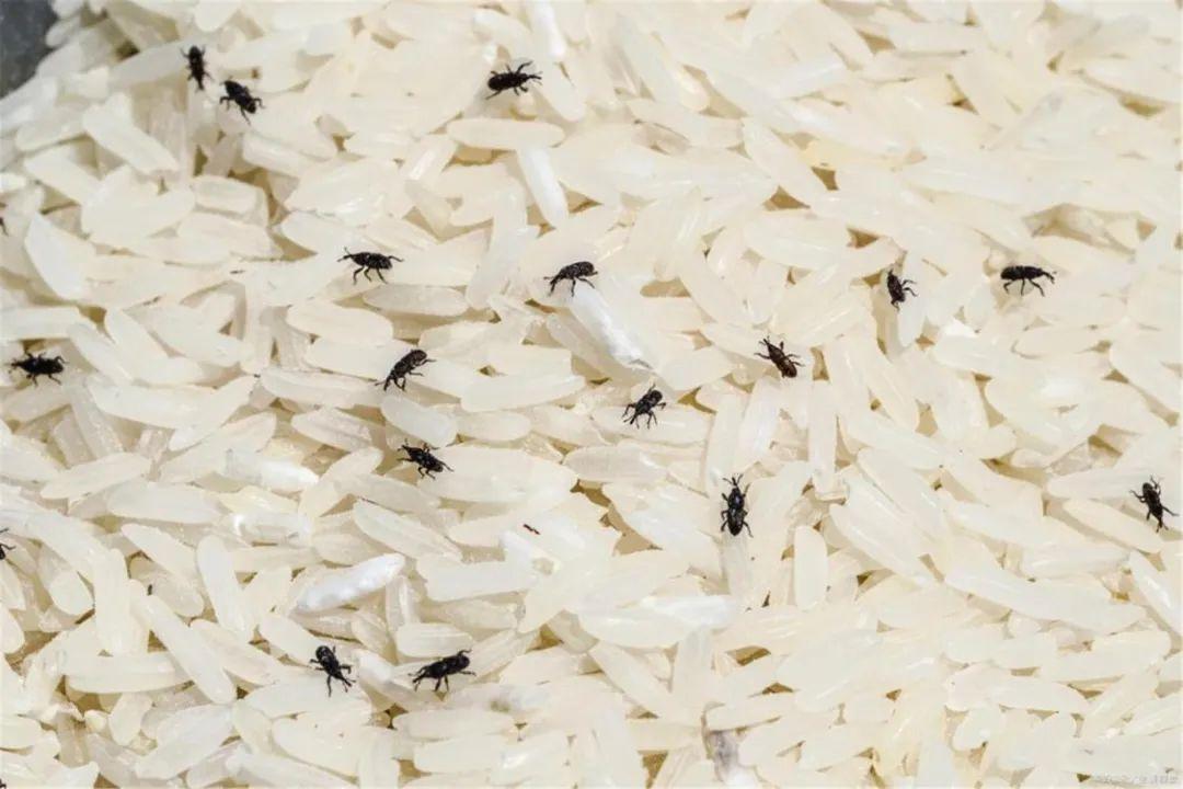 夏天大米生虫子怎么办（预防和应对米面长虫的办法）