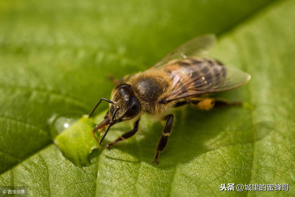 蜜蜂是怎么酿蜜的目标（蜜蜂采蜜和酿蜜的过程）