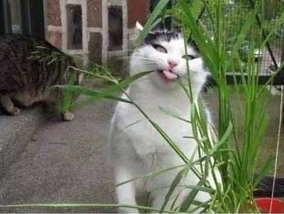 猫吃草是怎么回事（猫咪吃草的好处大全）