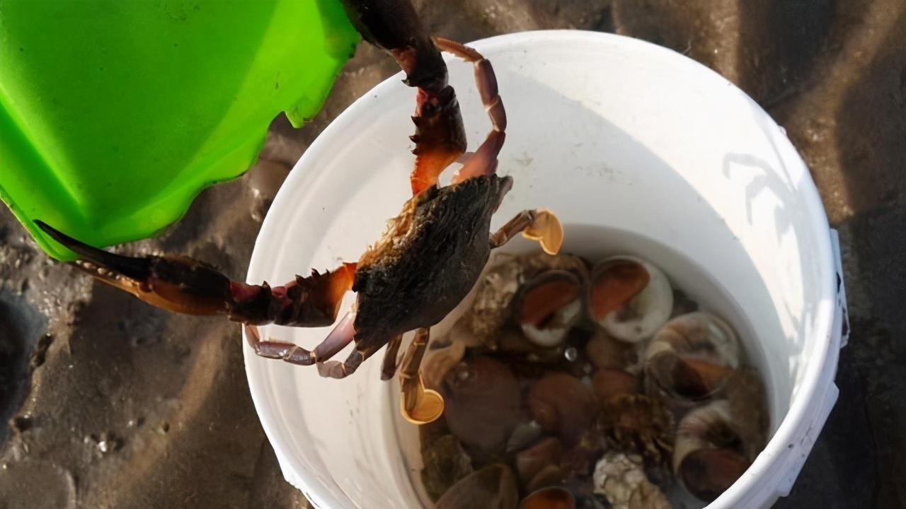 鲜活螃蟹怎么保存才新鲜（两种保存新鲜螃蟹的方法）