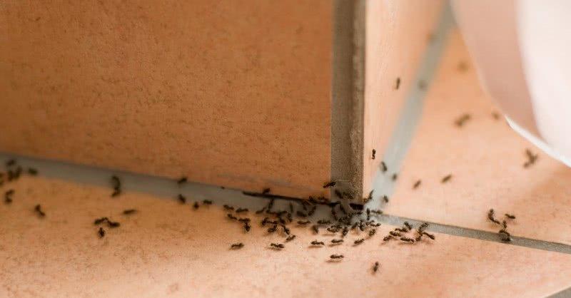 家中有蚂蚁怎么办小妙招（治理屋内小蚂蚁的方案）