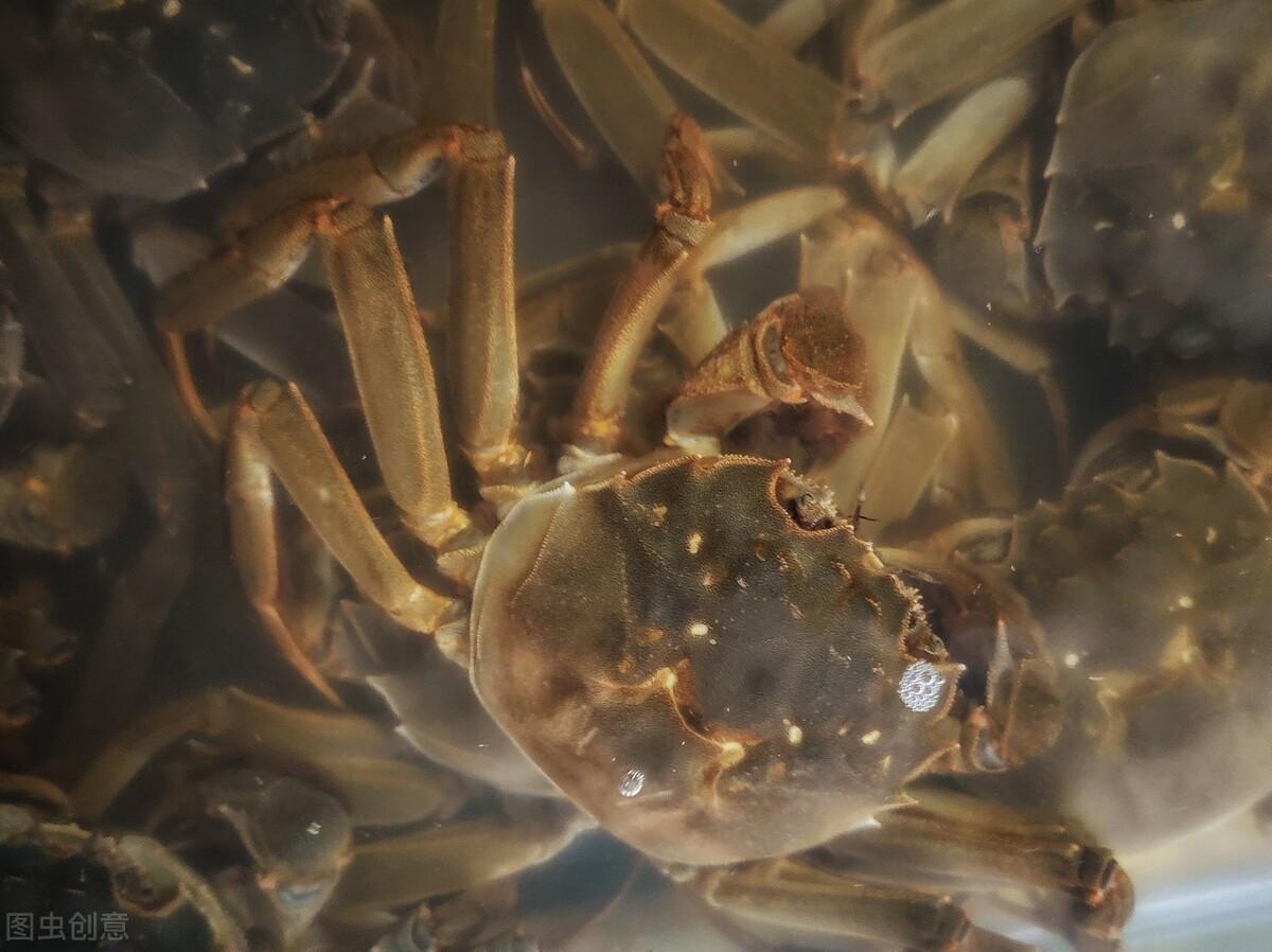 新鲜螃蟹怎么保存在冰箱（活螃蟹的最佳保存方法）