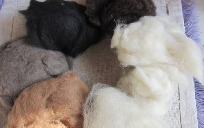 羊绒和羊毛的区别哪个贵（羊毛和羊绒的5大不同点分享）