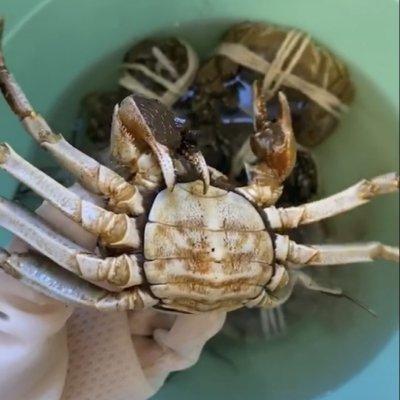 大闸蟹怎么弄好吃一点（家庭做螃蟹的简单方法）