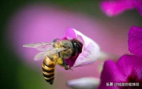 蜜蜂是怎么酿蜜的目标（蜜蜂采蜜和酿蜜的过程）